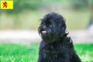 Mehr über den Artikel erfahren Affenpinscher Züchter und Welpen in Südholland