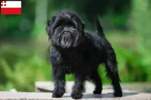 Mehr über den Artikel erfahren Affenpinscher Züchter und Welpen in Utrecht