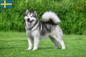 Mehr über den Artikel erfahren Alaskan Malamute Züchter und Welpen in Schweden