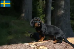 Mehr über den Artikel erfahren Alpenländische Dachsbracke Züchter und Welpen in Schweden