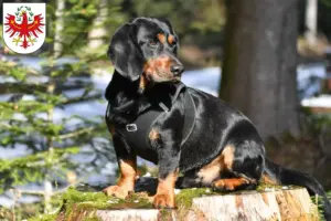 Mehr über den Artikel erfahren Alpenländische Dachsbracke Züchter und Welpen in Tirol