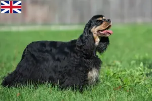 Mehr über den Artikel erfahren American Cocker Spaniel Züchter und Welpen in Großbritannien