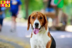 Mehr über den Artikel erfahren American Foxhound Züchter und Welpen in Auvergne-Rhône-Alpes