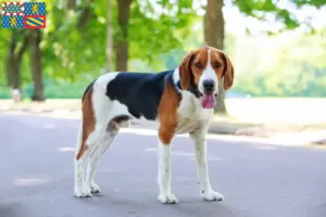 Mehr über den Artikel erfahren American Foxhound Züchter und Welpen in Bourgogne-Franche-Comté