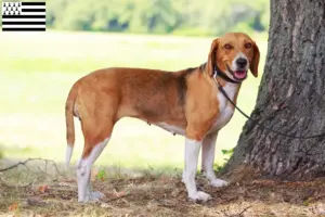 Mehr über den Artikel erfahren American Foxhound Züchter und Welpen in der Bretagne