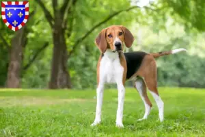 Mehr über den Artikel erfahren American Foxhound Züchter und Welpen in Centre-Val de Loire