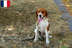 Mehr über den Artikel erfahren American Foxhound Züchter und Welpen in Frankreich