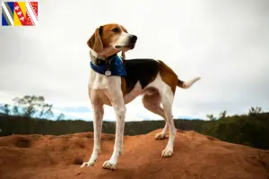 Mehr über den Artikel erfahren American Foxhound Züchter und Welpen in Grand Est