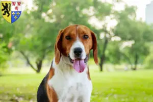 Mehr über den Artikel erfahren American Foxhound Züchter und Welpen in Hauts-de-France