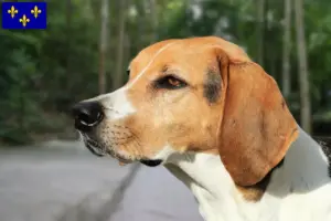 Mehr über den Artikel erfahren American Foxhound Züchter und Welpen in Île-de-France