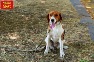 Mehr über den Artikel erfahren American Foxhound Züchter und Welpen in der Normandie