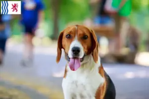 Mehr über den Artikel erfahren American Foxhound Züchter und Welpen in Nouvelle-Aquitaine