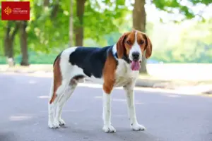 Mehr über den Artikel erfahren American Foxhound Züchter und Welpen in Okzitanien