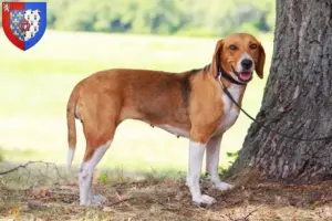 Mehr über den Artikel erfahren American Foxhound Züchter und Welpen in Pays de la Loire