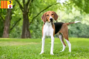 Mehr über den Artikel erfahren American Foxhound Züchter und Welpen in der Provence-Alpes-Côte d’Azur