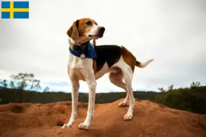 Mehr über den Artikel erfahren American Foxhound Züchter und Welpen in Schweden