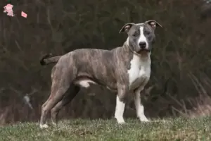 Mehr über den Artikel erfahren American Staffordshire Terrier Züchter und Welpen in Hovedstaden