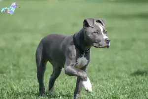 Mehr über den Artikel erfahren American Staffordshire Terrier Züchter und Welpen in Nordjylland