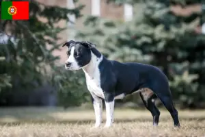 Mehr über den Artikel erfahren American Staffordshire Terrier Züchter und Welpen in Portugal