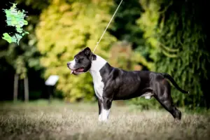 Mehr über den Artikel erfahren American Staffordshire Terrier Züchter und Welpen in Sjælland