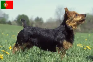 Mehr über den Artikel erfahren Australian Terrier Züchter und Welpen in Portugal