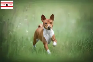 Mehr über den Artikel erfahren Basenji Züchter und Welpen in Drenthe