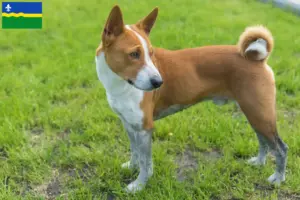 Mehr über den Artikel erfahren Basenji Züchter und Welpen in Flevoland