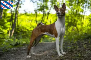 Mehr über den Artikel erfahren Basenji Züchter und Welpen in Friesland