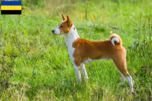 Mehr über den Artikel erfahren Basenji Züchter und Welpen in Gelderland