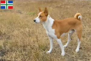 Mehr über den Artikel erfahren Basenji Züchter und Welpen in Groningen