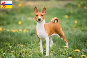 Mehr über den Artikel erfahren Basenji Züchter und Welpen in Limburg