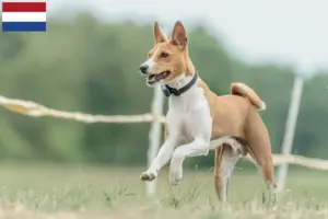 Mehr über den Artikel erfahren Basenji Züchter und Welpen in den Niederlanden