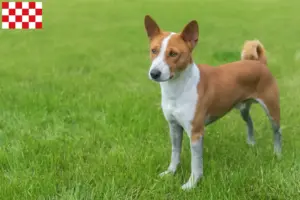 Mehr über den Artikel erfahren Basenji Züchter und Welpen in Nordbrabant