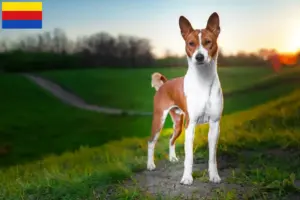 Mehr über den Artikel erfahren Basenji Züchter und Welpen in Nordholland