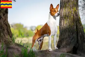 Mehr über den Artikel erfahren Basenji Züchter und Welpen in Overijssel