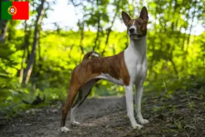 Mehr über den Artikel erfahren Basenji Züchter und Welpen in Portugal