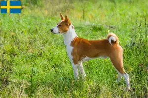 Mehr über den Artikel erfahren Basenji Züchter und Welpen in Schweden