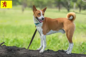 Mehr über den Artikel erfahren Basenji Züchter und Welpen in Südholland