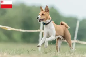 Mehr über den Artikel erfahren Basenji Züchter und Welpen in Utrecht