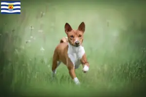 Mehr über den Artikel erfahren Basenji Züchter und Welpen in Zeeland