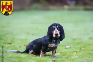 Mehr über den Artikel erfahren Basset bleu de Gascogne Züchter und Welpen im Burgenland