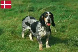 Mehr über den Artikel erfahren Basset bleu de Gascogne Züchter und Welpen in Dänemark