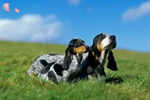 Mehr über den Artikel erfahren Basset bleu de Gascogne Züchter und Welpen in Hovedstaden