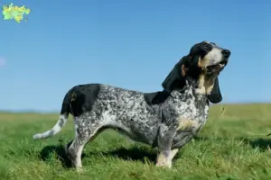 Mehr über den Artikel erfahren Basset bleu de Gascogne Züchter und Welpen in Midtjylland