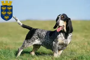 Mehr über den Artikel erfahren Basset bleu de Gascogne Züchter und Welpen in Niederösterreich