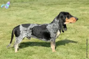 Mehr über den Artikel erfahren Basset bleu de Gascogne Züchter und Welpen in Nordjylland