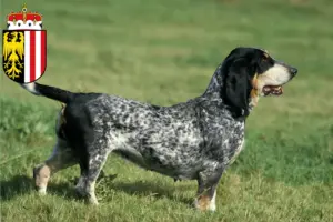 Mehr über den Artikel erfahren Basset bleu de Gascogne Züchter und Welpen in Oberösterreich