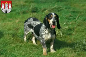 Mehr über den Artikel erfahren Basset bleu de Gascogne Züchter und Welpen in Salzburg