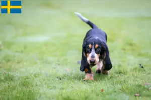 Mehr über den Artikel erfahren Basset bleu de Gascogne Züchter und Welpen in Schweden