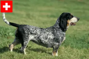 Mehr über den Artikel erfahren Basset bleu de Gascogne Züchter und Welpen in der Schweiz